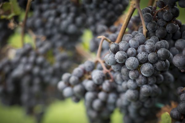 Photography for Greenvale Vineyards web site.